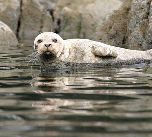 A seal lazily watches passing kayakers